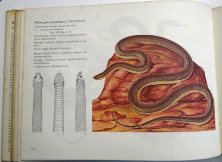 23,989 Ilustrações de Serpente