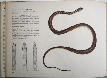 23,989 Ilustrações de Serpente