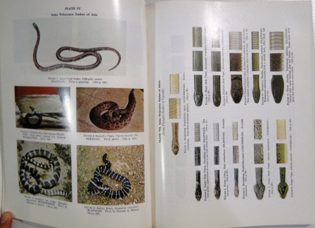 Poisonous snakes of the World - Biodiversidade Books