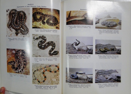 Poisonous snakes of the World - Biodiversidade Books