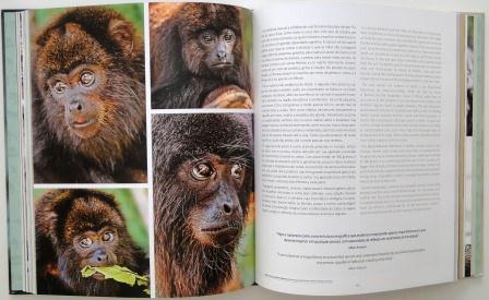 Livro Cada Macaco no Seu Galho - Ri Happy