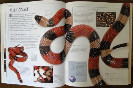 Snake: The Essential Visual Guide