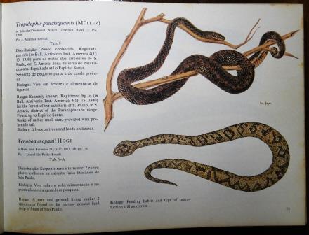 23,989 Ilustrações de Serpente