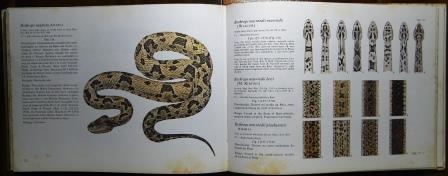 23,989 Ilustrações de Serpente