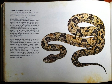 23,989 Ilustrações de Serpente