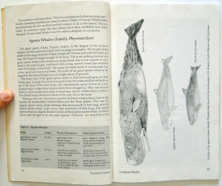 Sea Mammals Atlantic, Gulf and Caribbean - Biodiversidade Books