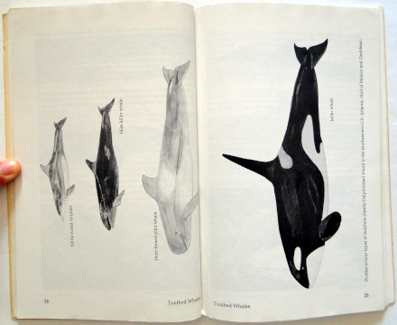 Sea Mammals Atlantic, Gulf and Caribbean - Biodiversidade Books