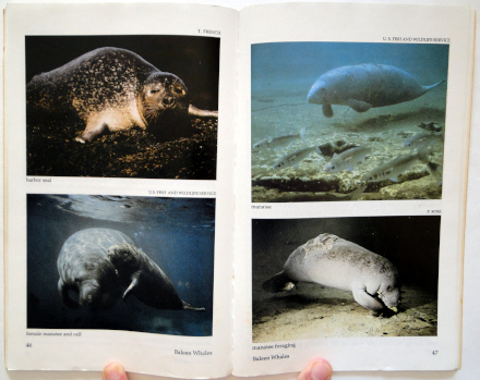 Sea Mammals Atlantic, Gulf and Caribbean - Biodiversidade Books